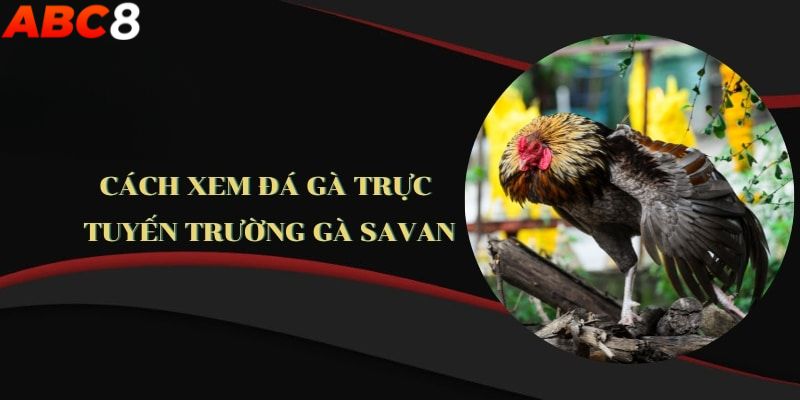 Hướng dẫn xem chọi gà tại trường gà Savan