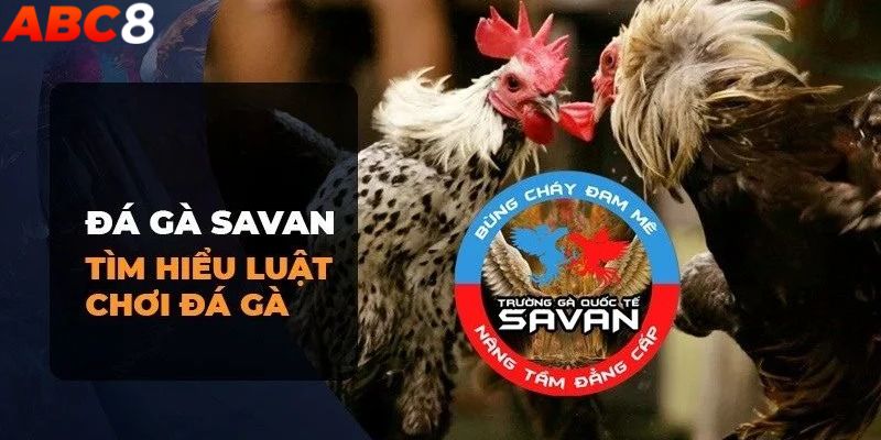 Những quy định cần nắm tại trường gà Savan