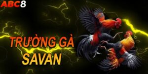 Trường gà Savan