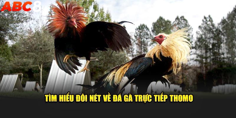 Tìm hiểu trực tiếp đá gà Thomo là gì?