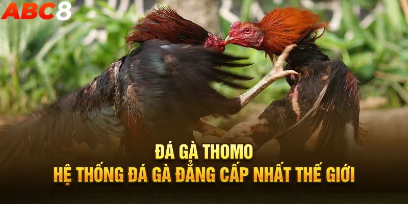 Trực tiếp đá gà Thomo